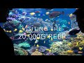 20,000g Reef - Learn how it is maintained all these years