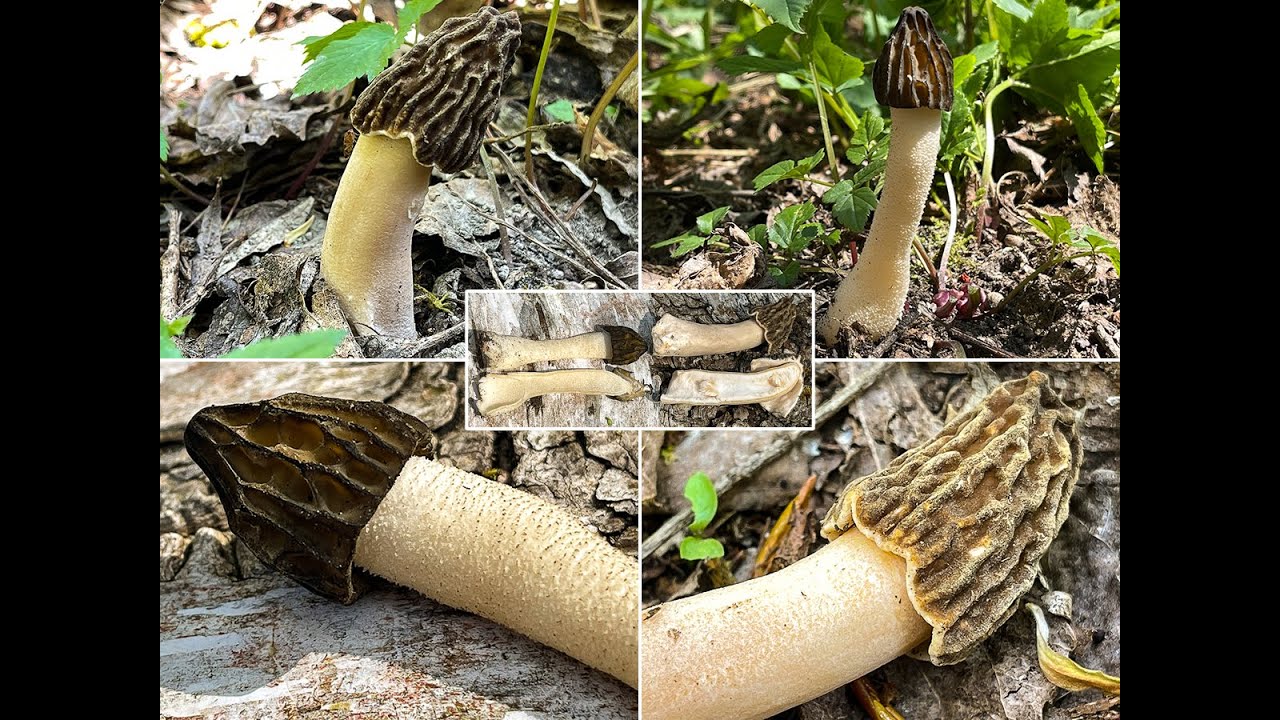 Pilze im April | 25.04.21 | Erstfund Käppchenmorchel | Vergleich: Käppchenmorchel & Böhmische Verpel