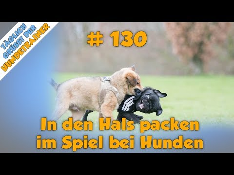 Video: Gründe, warum Hunde beißen