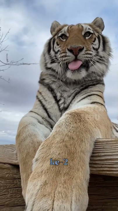 Momen lucu harimau yang viral di media sosial 😆 #harimau #animals #shorts