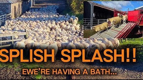 SHEEP DIPPING - BACKWARDS CALVING #farming #sheepfarming 