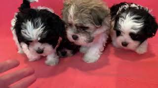 Malshi Puppies