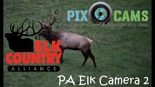Elk Cam 2