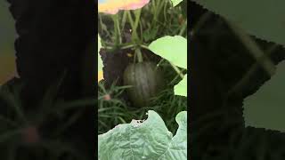 Pumpkin Patch pt.2 #backyardgardening #pumpkinpatch