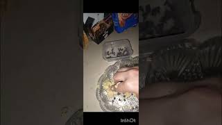 #one minute cookie in microwave oven #howtomakecakecreamathome #chocolate #cookies