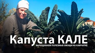 капуста Кале (КЕЙЛ) (ДИКАЯ КАПУСТА)