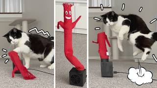 Cats Try to Fight an Air Dancer