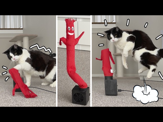 Cats Try to Fight an Air Dancer