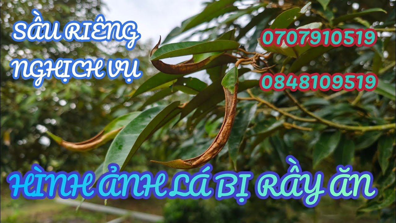 Rầy đánh bay cơi đọt. Cách nhận biết vườn bị rầy ăn.phòng trừ rầy ăn đọt sầu riêng#sauriengnghichvu 