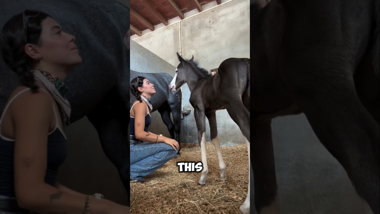 Watch What This Baby Horse Does Next 🐴 #horse - YouTube