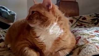 My Cat conducting Beethoven's Fifth symphony with his head.