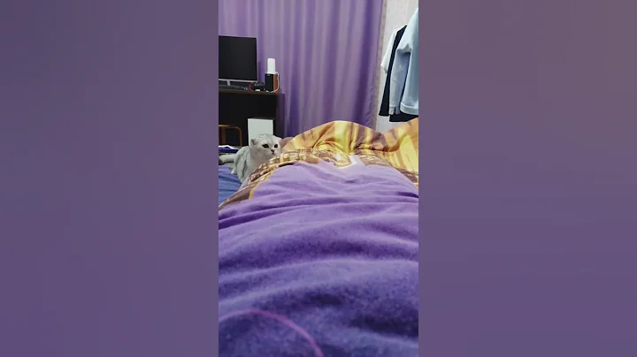 Watch the video about Scottish silver chinchilla loves it very much when we play like this😂😍😺😻😼❤💜