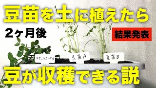 【再生野菜】豆苗を土に植えるとサヤエンドウは収穫できるのか？結果発表【リボベジ】