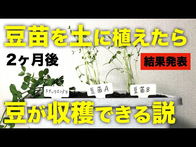 再生野菜 豆苗を土に植えるとサヤエンドウは収穫できるのか 結果発表 リボベジ Youtube