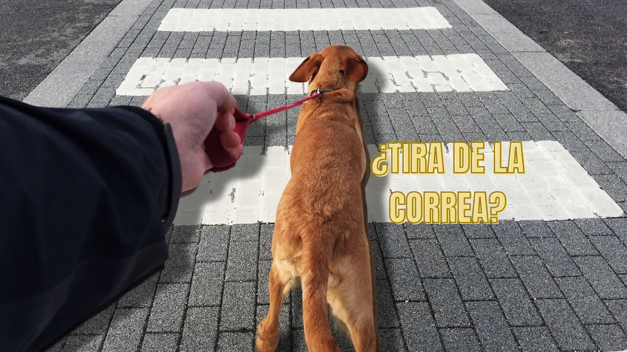 Cómo DISFRUTAR de paseos SIN TIRONES con tu perro 🐾