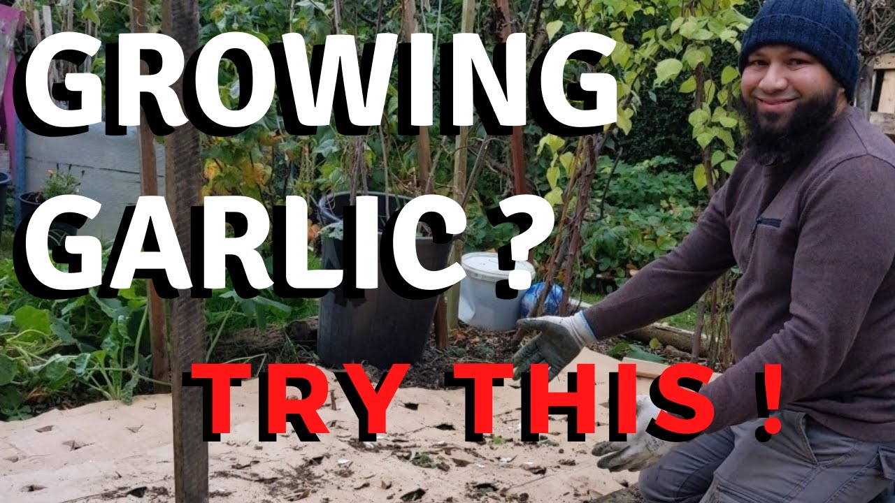 This Is The Best Way To Grow Garlic At Home Awesome Garlic Growing Tips YouTube
