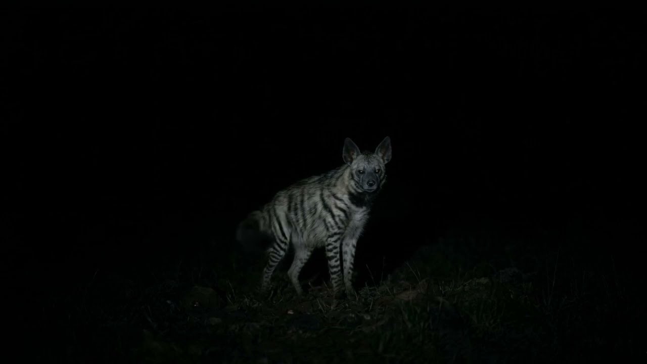 Watch The Stripped Hyena | Enigmatic Choir Music on YouTube Watch The Stripped Hyena | Enigmatic Choir Music on YouTube
