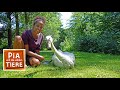 Mit dem Kahn zum Alsterschwan | Reportage für Kinder | Pia und die wilden Tiere