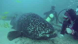 Big Friendly Grouper