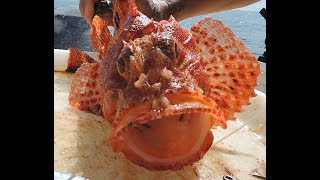 Catch and Release Fishing  Western Red Scorpion Cod Only a Face a Mother Could Love