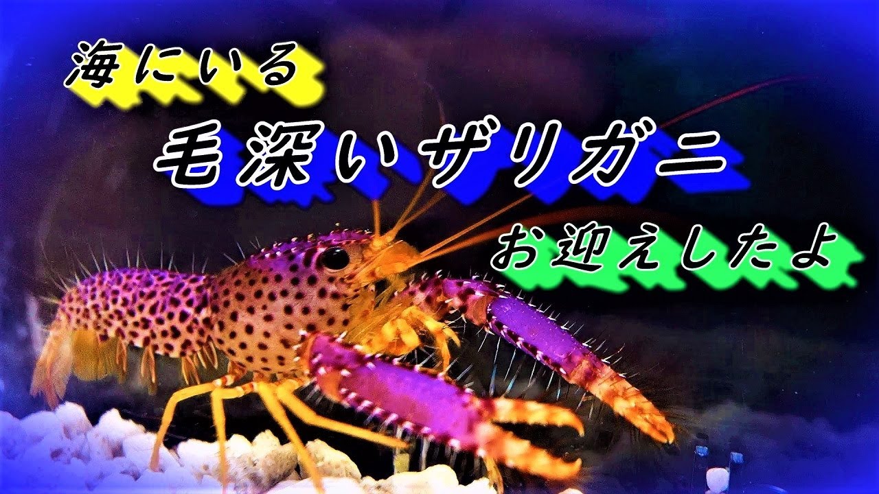 超希少 美品 プリーツプリーズ 海洋生物 魚 ロブスター カーディガン Lサイズ maxresdefault.jpg