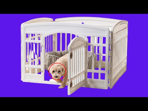 Video: Best Dog Playpens dan Pen Latihan untuk Indoor dan Luar