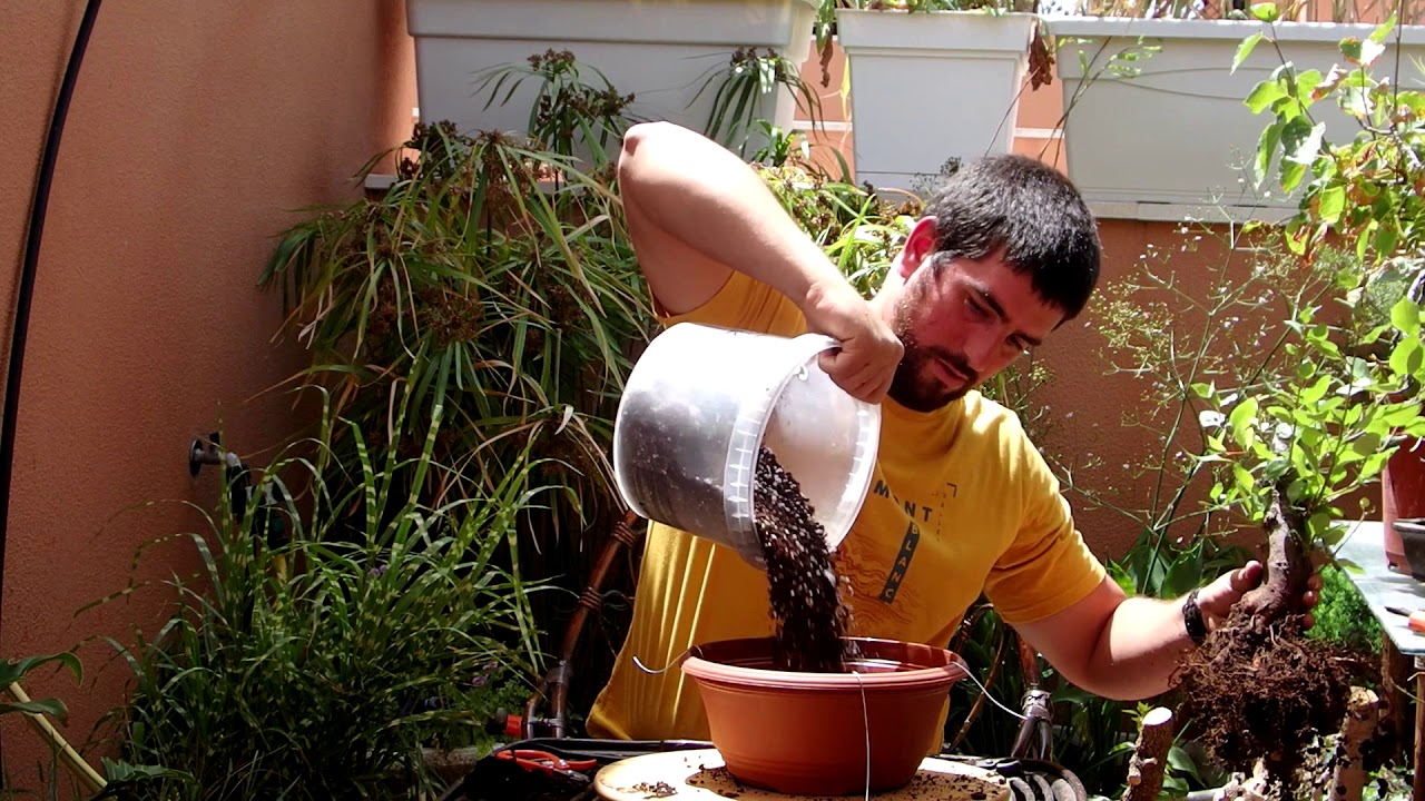 bonsai perfecto a partir de arbol de vivero - Peral