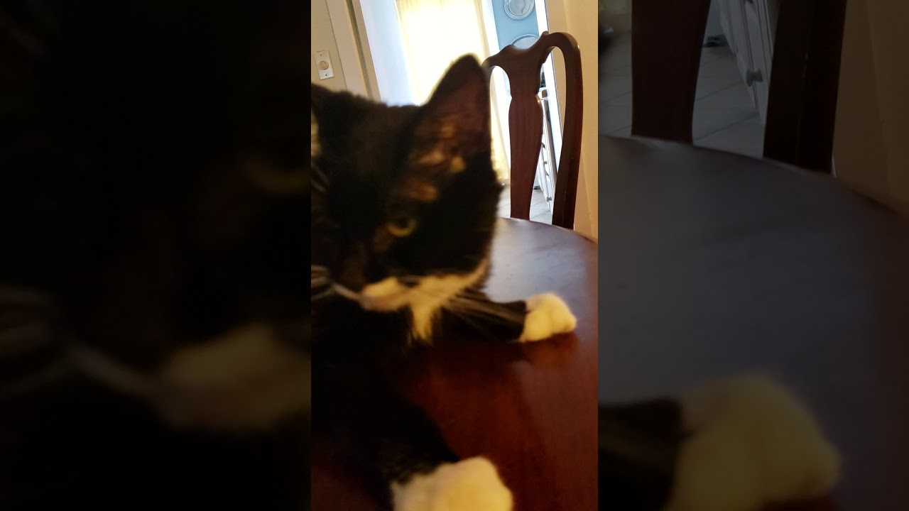 My cat purrs so loud My cat purrs so loud