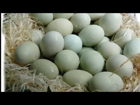 Video: ¿Qué gallinas ponen huevos verdes?