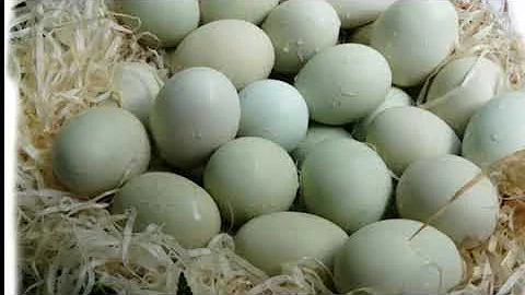 ¿Qué gallina pone huevos azules o verdes?