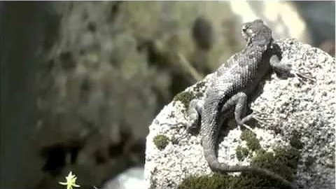 Thermoregulation in reptiles