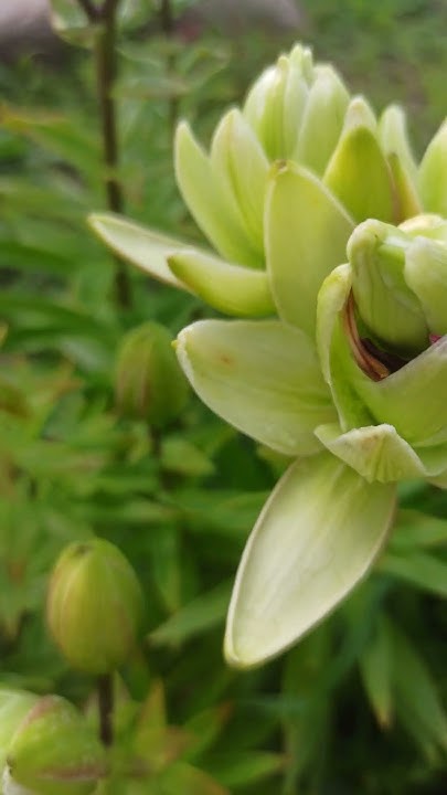 ЛИЛИЯ МИСТЕРИ ДРИМ MISTERY DREAM #flowers #garden #лилиямахровая - YouTube