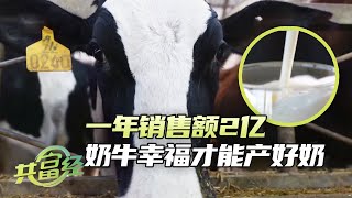 货车司机转行养奶牛，靠着高品质牛奶，一年销售额突破2亿元！|「共富经」20240306