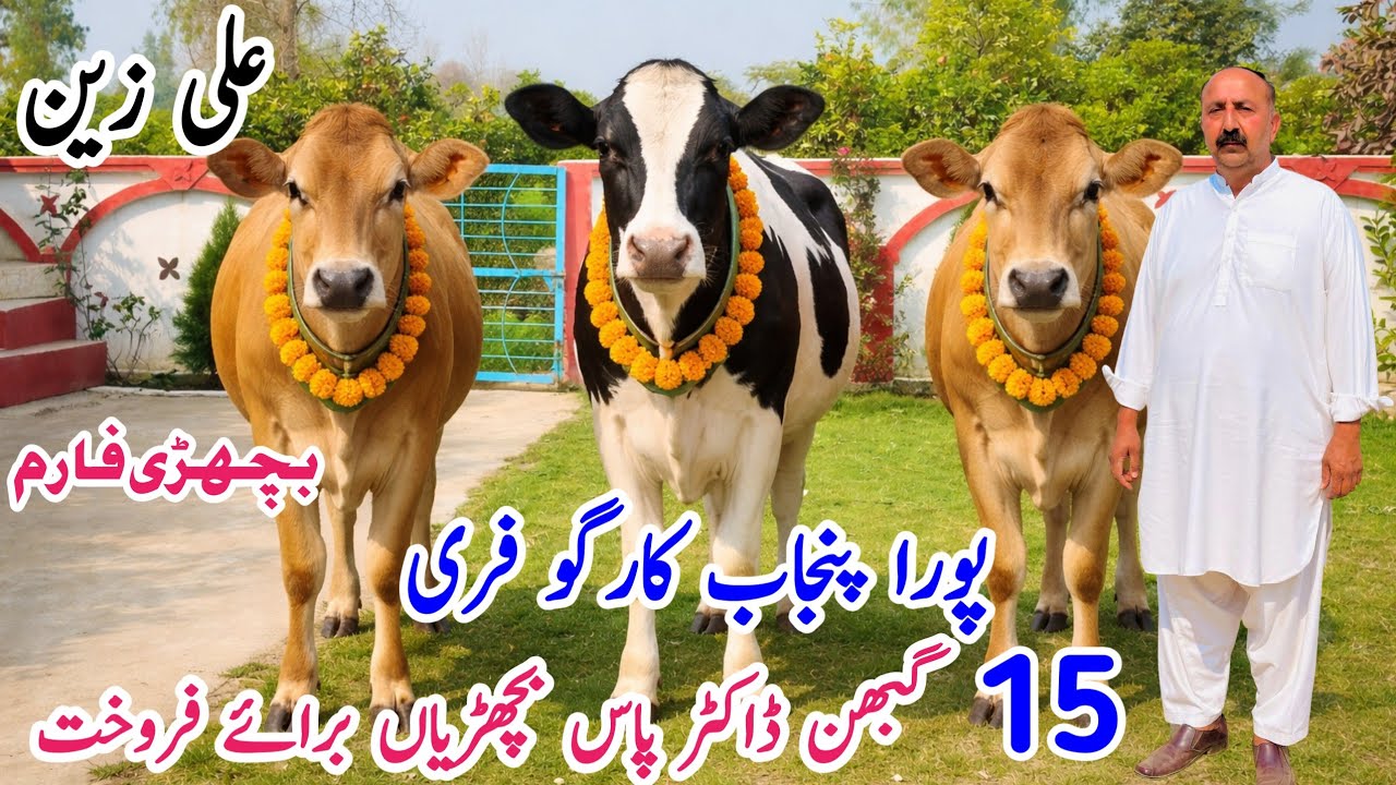 🔥 Jersey & HF Heifers For Sale in Punjab Pakistan | Top Class Imported Heifers | PK Janwar Mandi 🔥