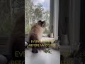 Every morning before my coffee #cat #scary #funny #cats