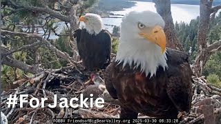 Big Bear Bald Eagles