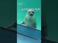 Die Dawgs sind gef&auml;hrlich #lustig #witzig #funny #tiere #animals #meme #lachen #happy #2homiedawgs