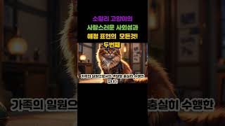 소말리 고양이의 사랑스러운 사회성과 애정 표현의 모든 것! 두번째 #사랑의유대감 #행복한순간들 #따뜻한교감 #소중한친구