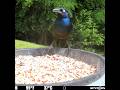 Common grackle eating alone 6/13/26