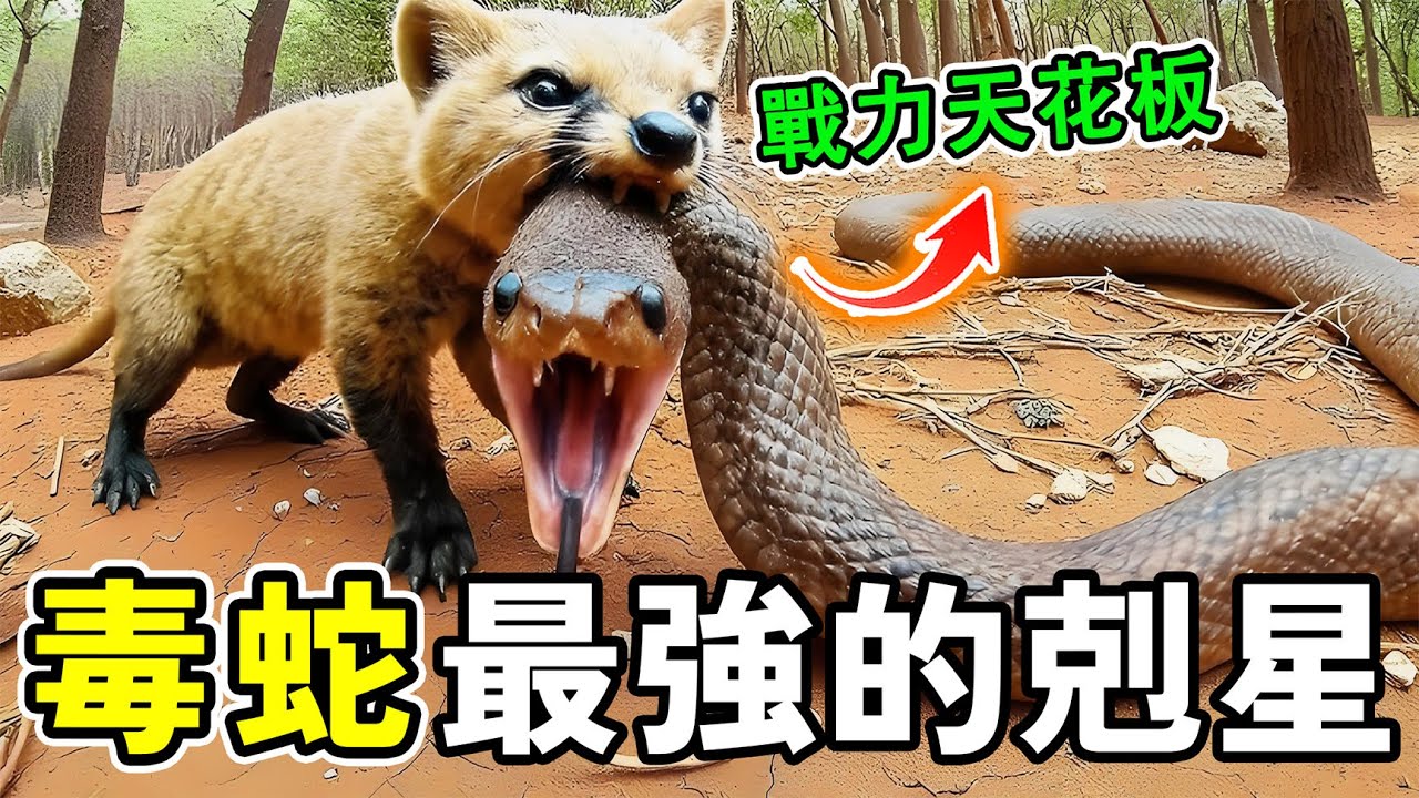 被譽為毒蛇剋星的十個高智商動物，眼鏡王蛇被當成辣條吃，第一名無所不吃，堪稱戰力天花板。#世界之最 #熱門 #动物 #世界之大