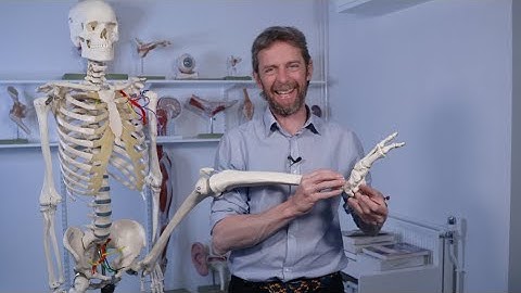 Anatomie van het enkelgewricht
