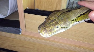10ft Reticulated Python demands attention.