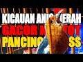 Anis Merah Gacor Ngotot Pancingan Dan Masteran Yang Sadis Buat Burung Dirumah Tes Terapi Mental Mp3 - Mp4 Download
