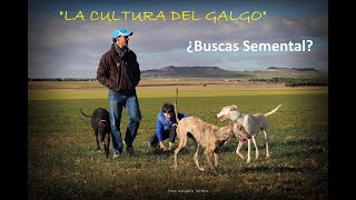 ¿BUSCAS SEMENTAL DE GALGO DE CAMPO?... ATENTO AL VÍDEO...