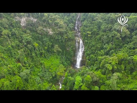 Video flycam Rừng việt Nam , rừng ngập mặn, đồi núi - youtube
