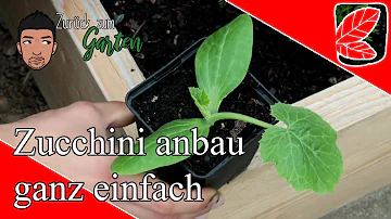 Kann man jetzt schon Zucchini Pflanzen?