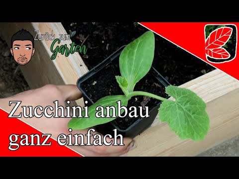 Video: Zucchini Mit Setzlingen In Den Boden Pflanzen