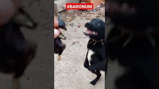 Ölmüş Civcivi A Verdim. Küçük Ödülleri Sever.