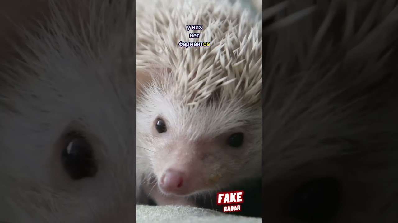 А ты кормил ёжика молоком ?! #познавательное #facts