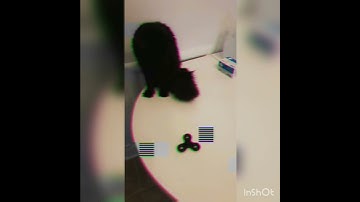 Cat learning how to play with a Fidget Spinner